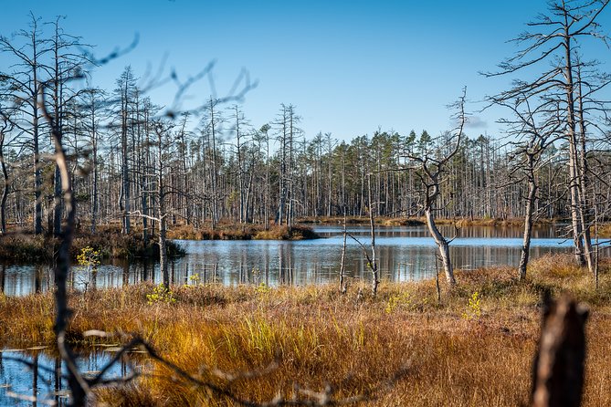 Bogs and Resorts in Jūrmala - Dzintari Forest Park, pine air, and the watchtower