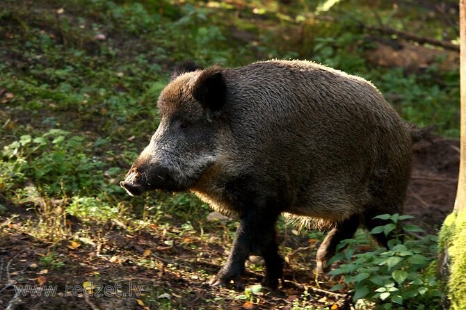 Day trip to Gauja National Park: animals, castles and a cave - Key points to know before you book