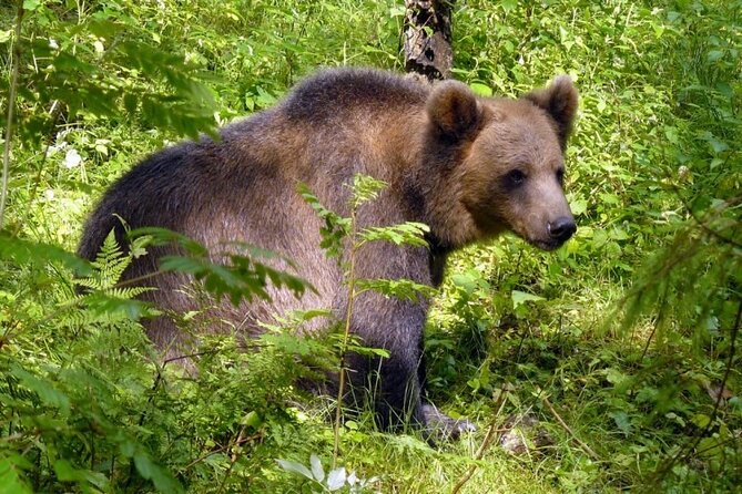 Day trip to Gauja National Park: animals, castles and a cave - Why this makes a good escape from Riga