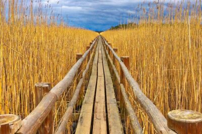 Best of Kemeri National Park In One Day