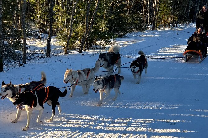 Husky dog sled/bike kart ride in Latvia ~ 3h group tour from Riga - Key points to know before you book