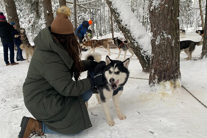Husky dog sled/bike kart ride in Latvia ~ 3h group tour from Riga - Learning to handle the sled