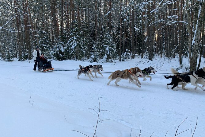 Husky dog sled/bike kart ride in Latvia ~ 3h group tour from Riga - How cold is it really?