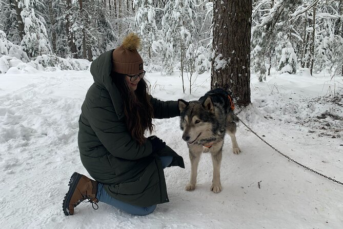 Husky dog sled/bike kart ride in Latvia ~ 3h group tour from Riga - Who will enjoy this most?
