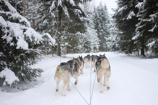 Husky Dog Sledding Tour From Riga - The essentials at a glance