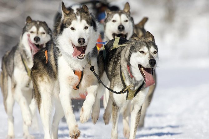 Husky Dog Sledding Tour From Riga - Leaving Riga for Salaspils