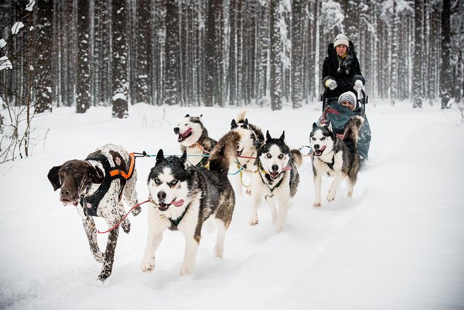Husky Dog Sledding Tour From Riga - Learning to become the musher