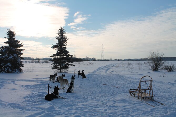 Husky Dog Sledding Tour From Riga - Snow, speed, and the wheeled cart option
