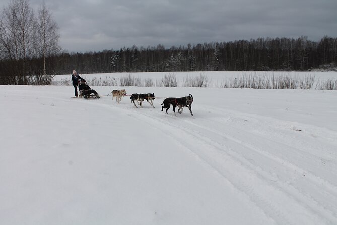 Husky Dog Sledding Tour From Riga - Forest trails after the huskies