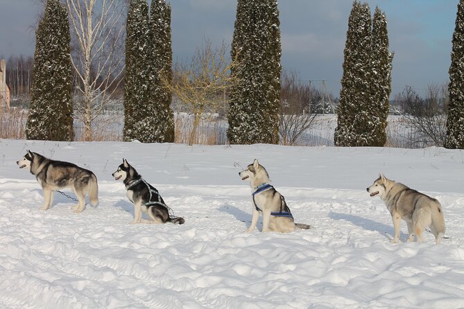 Husky Dog Sledding Tour From Riga - Hot drinks and a Latvian welcome