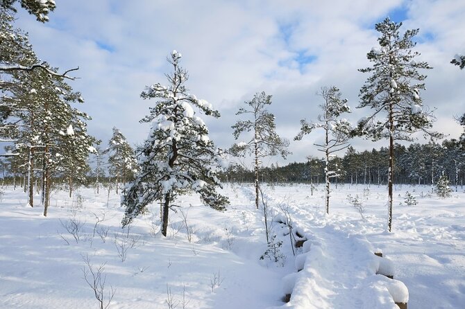Husky Dog Sledding Tour From Riga - Who should book this outing