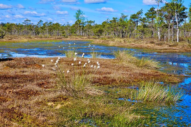 Ķemeri Bogs Adventure: Explore Wetlands In Bog Shoes - Who should book this bog adventure?