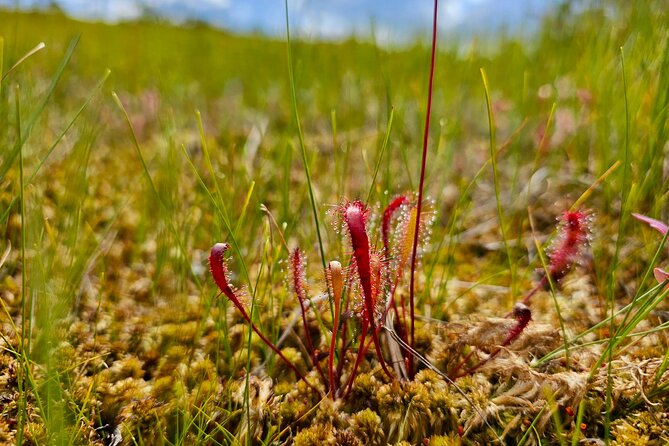Ķemeri Great Bog Discovery With Optional Sunrise & Jūrmala Visit - Why Ķemeri Great Bog makes a good escape from Riga