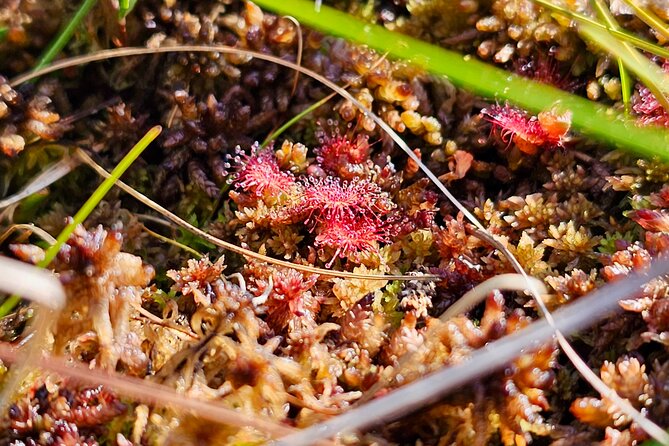 Ķemeri Great Bog Discovery With Optional Sunrise & Jūrmala Visit - Sulfur springs and swamp forests after the main walk