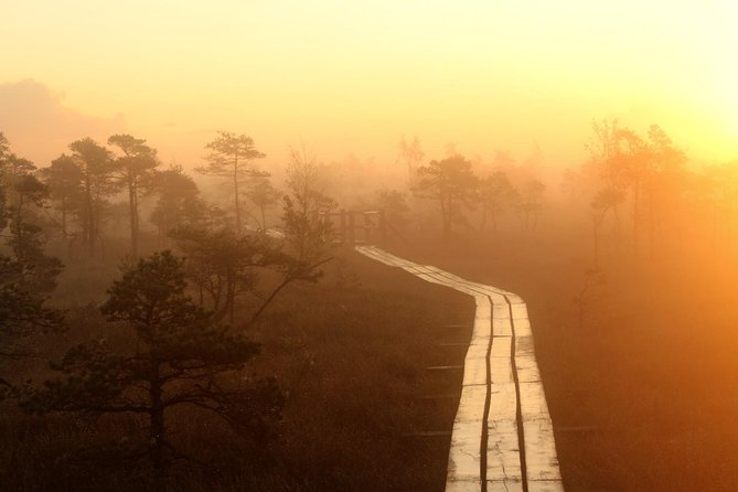 Sunrise Tour To Great Kemeri Bog - Why the Great Ķemeri Bog is worth an early start