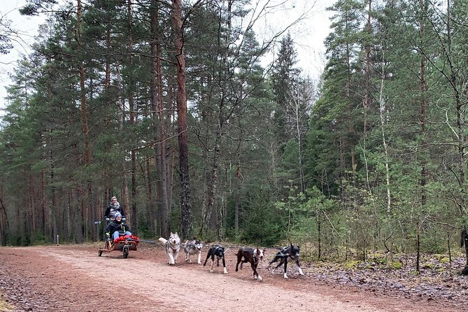 Ultimate Husky dog sledding experience in Latvia - Private tour from Riga - Key points to know before you book