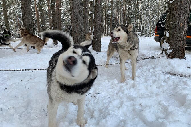 Ultimate Husky dog sledding experience in Latvia - Private tour from Riga - Meeting the huskies before the ride