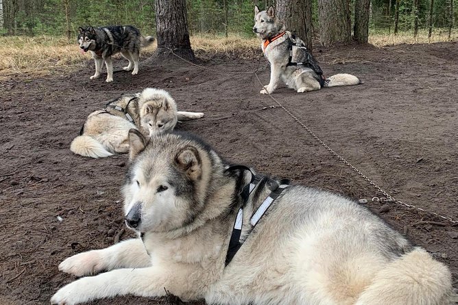 Ultimate Husky dog sledding experience in Latvia - Private tour from Riga - What happens when there is no snow