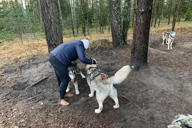 Ultimate Husky dog sledding experience in Latvia - Private tour from Riga - Warm drinks, winter clothing, and the waiting time