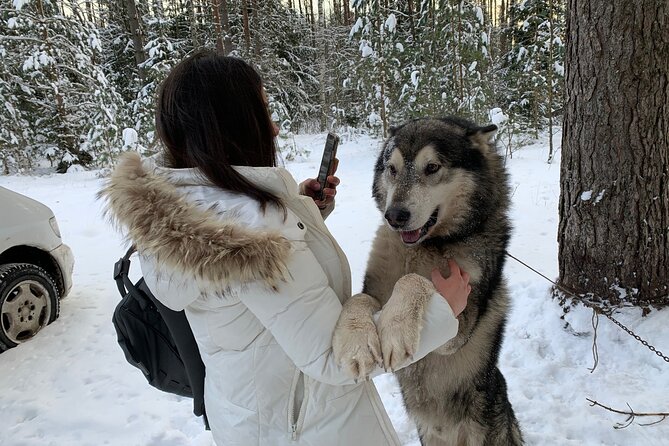 Ultimate Husky dog sledding experience in Latvia - Private tour from Riga - The guides can shape the whole morning