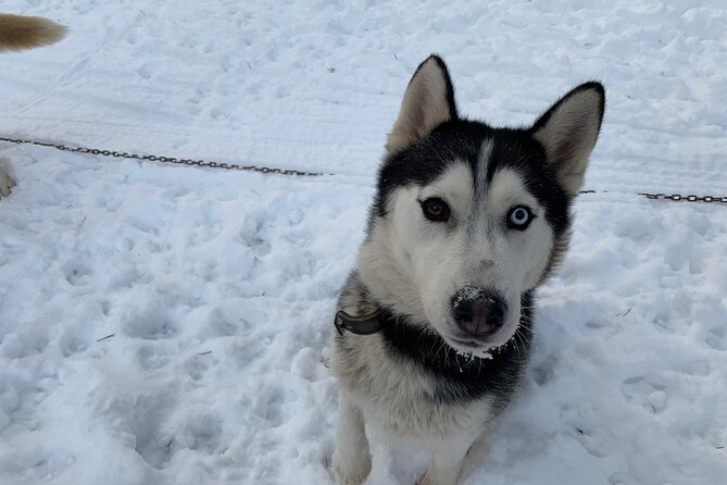 Ultimate Husky dog sledding experience in Latvia - Private tour from Riga - Is $168.20 per person fair?
